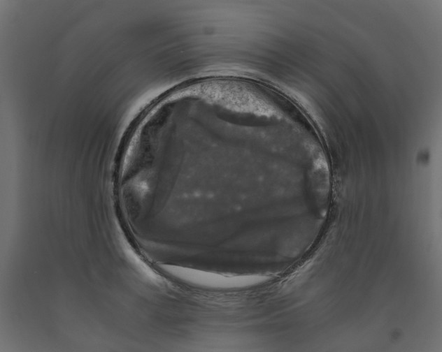 X0000091980995200710041106