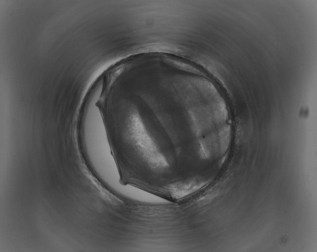 X0000091981024200710041105
