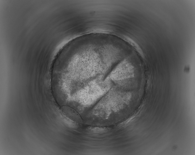 X0000091981027200710041105
