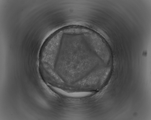 X0000091981028200710041106