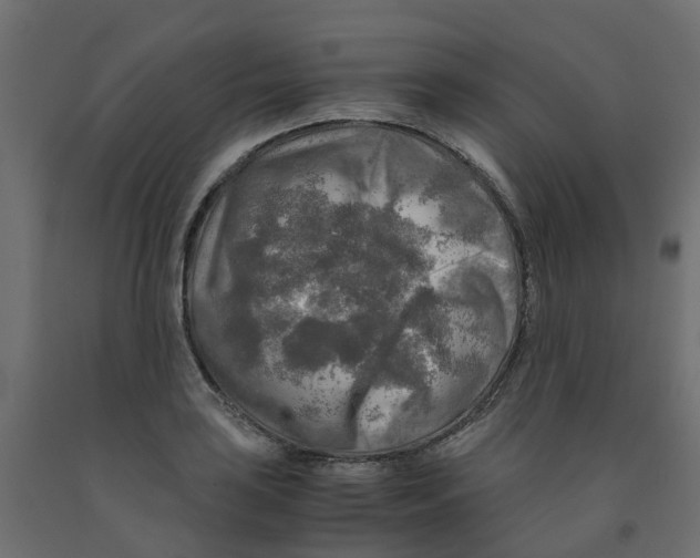X0000091981035200710041106