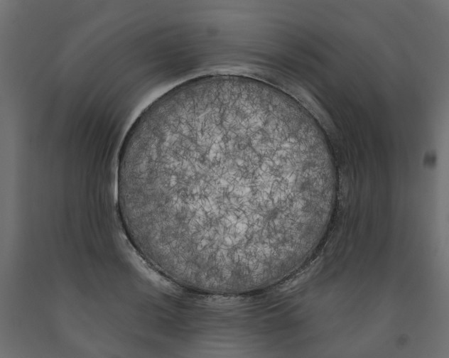 X0000091981036200710041106