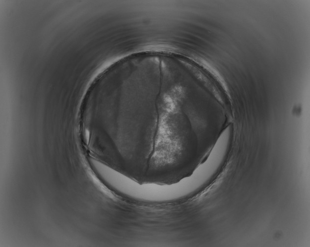 X0000091981037200710041106