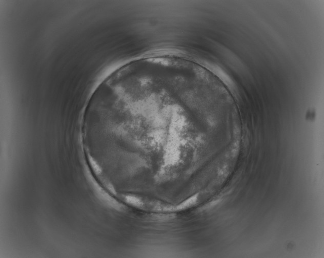 X0000091981055200710041106
