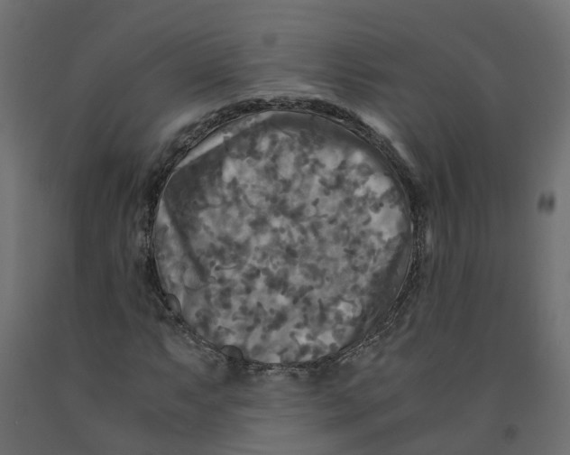 X0000091981063200710041105