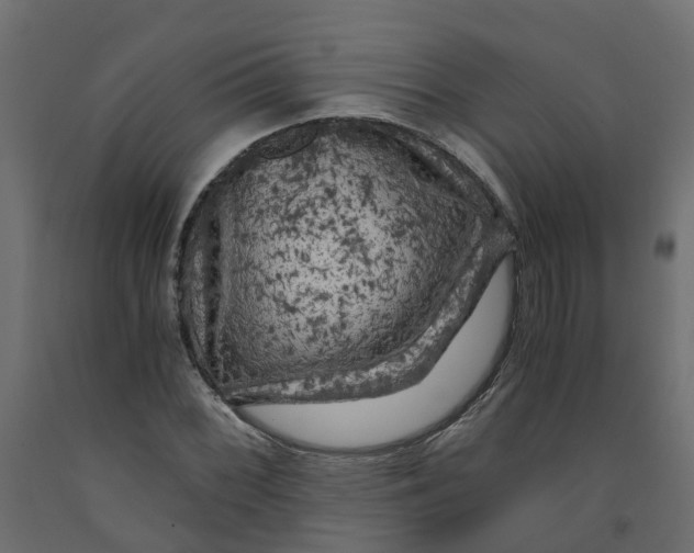X0000091981068200710041105