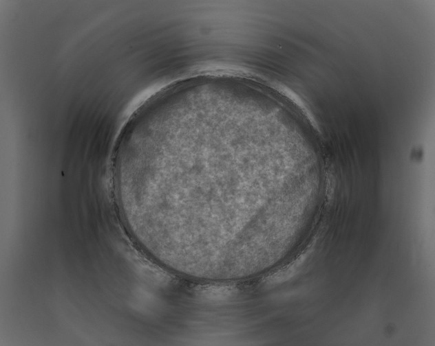 X0000091981074200710041105