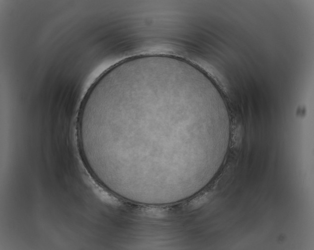 X0000091981086200710041105