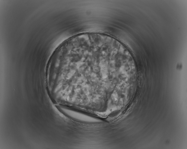 X0000091981087200710041105