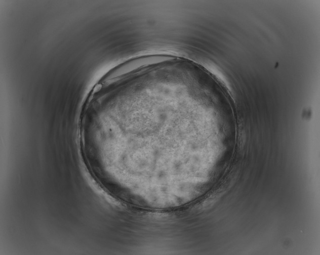 X0000091981088200710041105