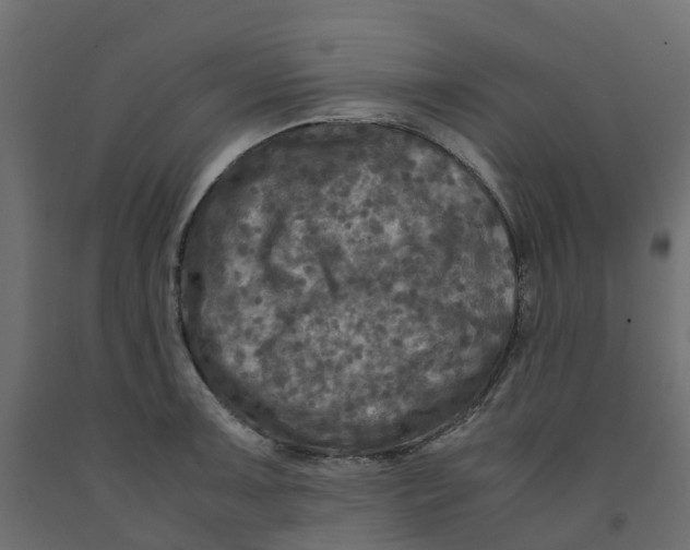 X0000091981091200710041105
