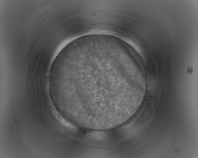 X0000091981094200710041105