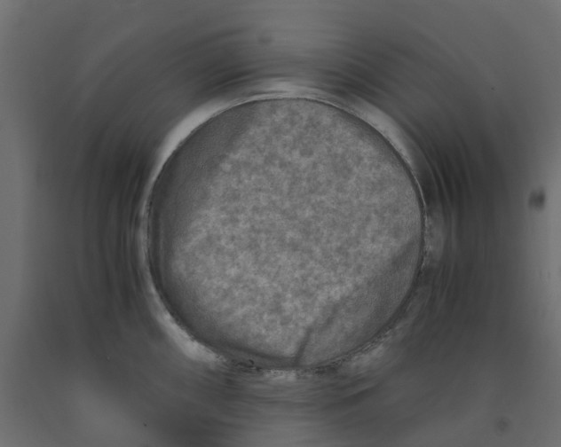 X0000091981098200710041105