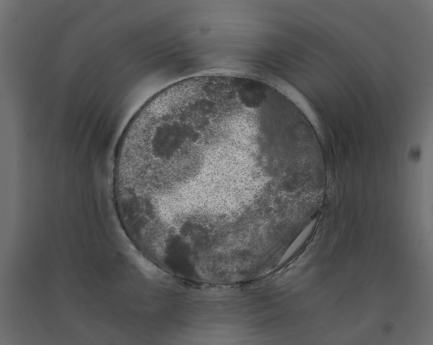 X0000091981099200710041105