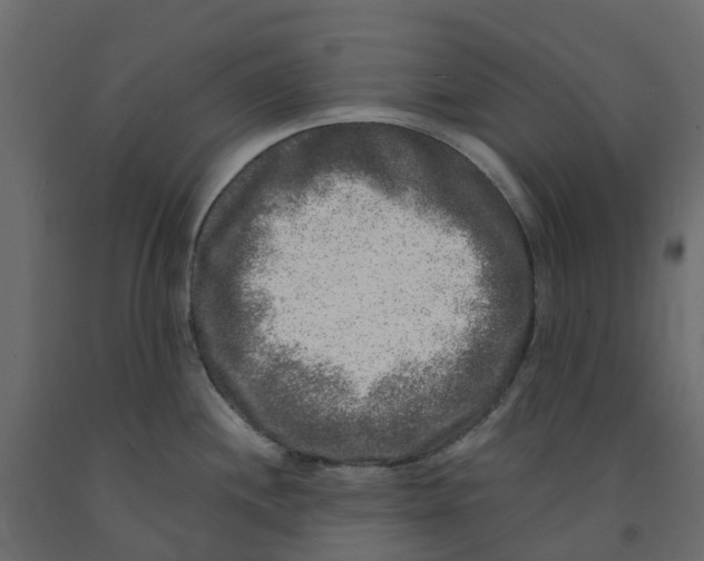 X0000091981244200710041103