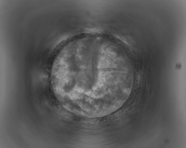 X0000091981254200710041102