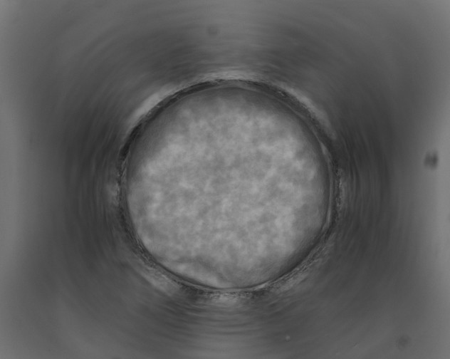 X0000091981266200710041102