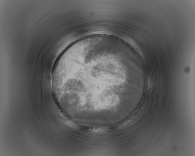 X0000091981274200710041102