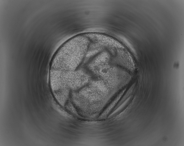 X0000091981276200710041102