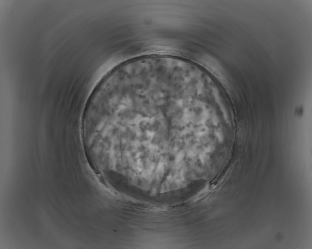 X0000091981283200710041102