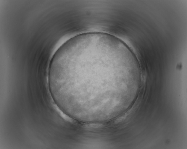 X0000091981294200710041102