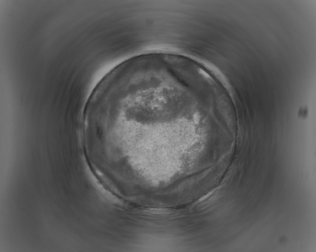 X0000091981295200710041102