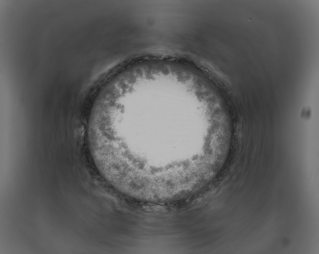 X0000091981302200710041101