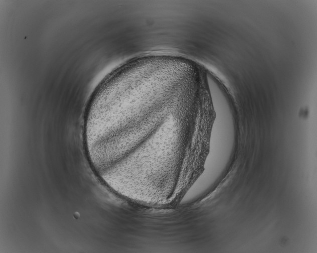 X0000091981325200710041102