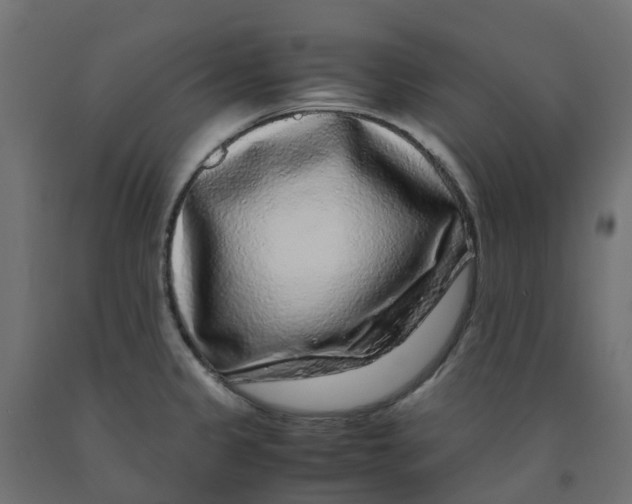 X0000091981333200710041102