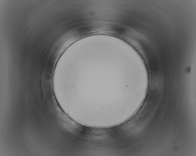 X0000091981338200710041102