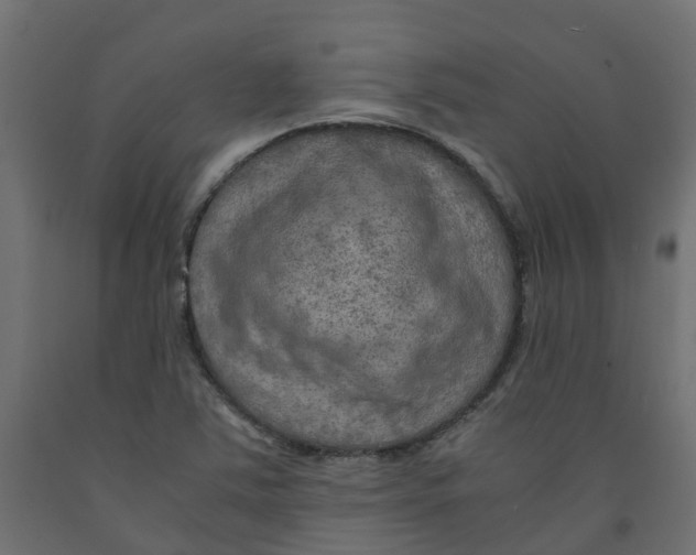 X0000091981363200710041101