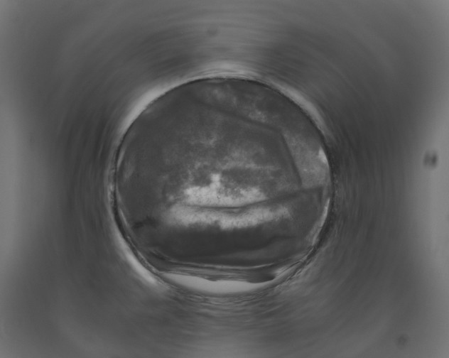 X0000091981383200710041101