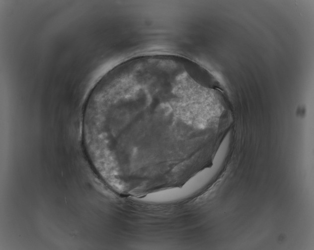 X0000091981413200710041100