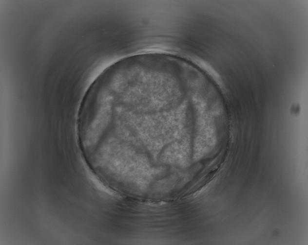 X0000091981423200710041100