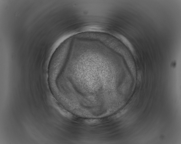 X0000091981435200710041100