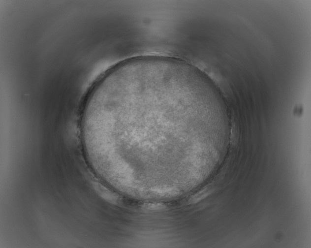 X0000091981454200710041100