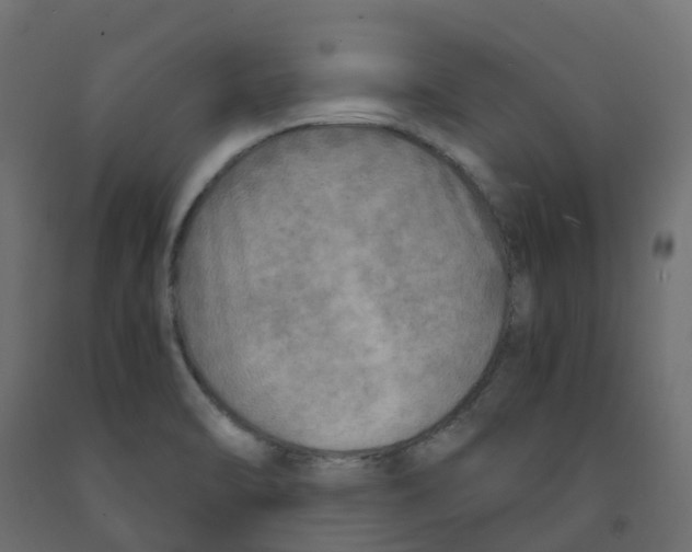 X0000091981470200710041059