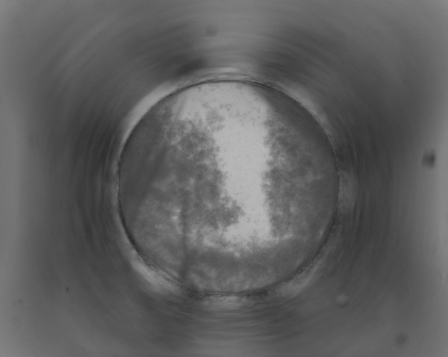 X0000091981474200710041059