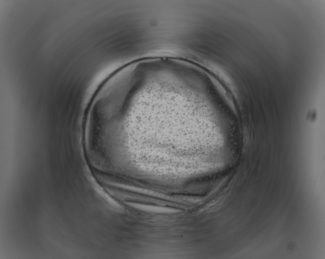 X0000091981480200710041059