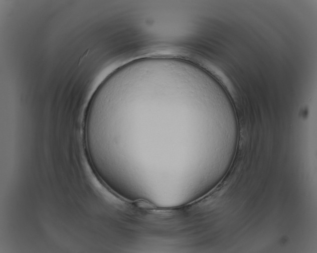 X0000091981483200710041059