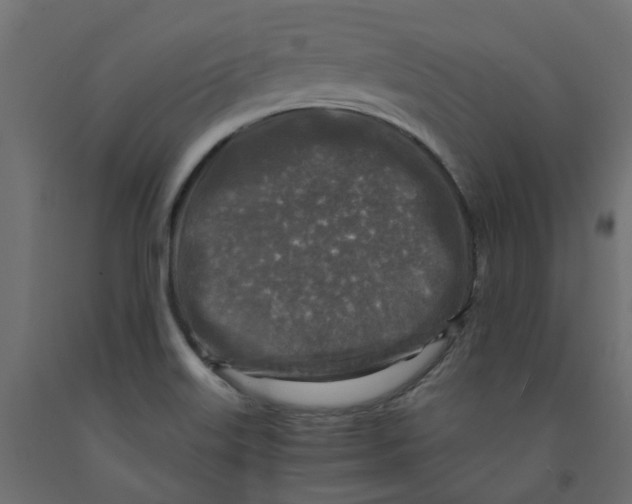 X0000091981515200710041059