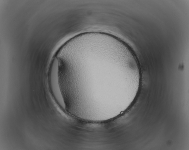 X0000091981517200710041059