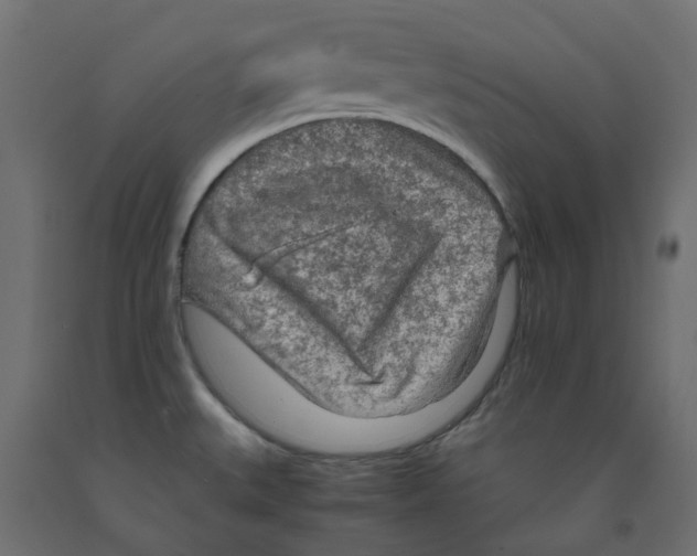 X0000091981527200710041059