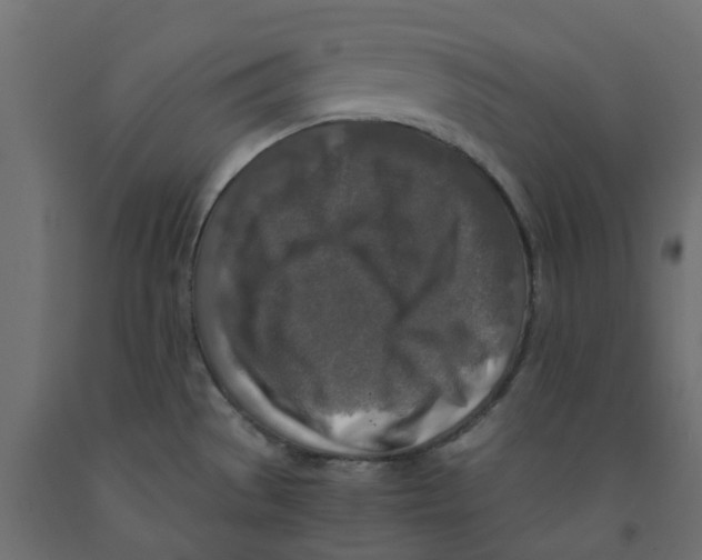 X0000091981529200710041059