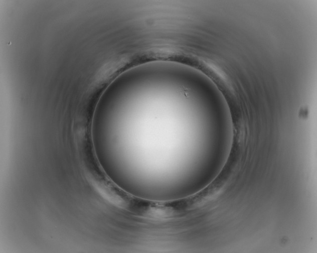 X0000091990455200709061422