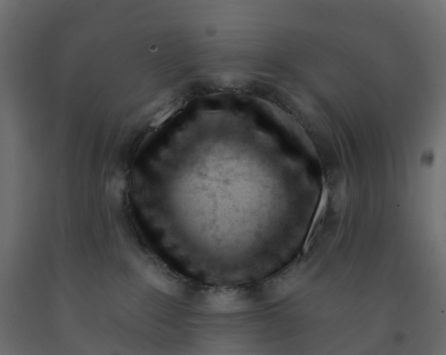 X0000091990235200710041136