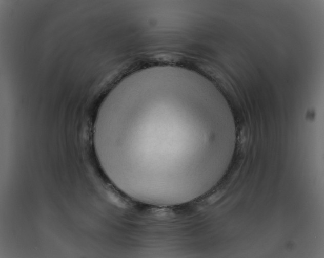 X0000091990424200710041134