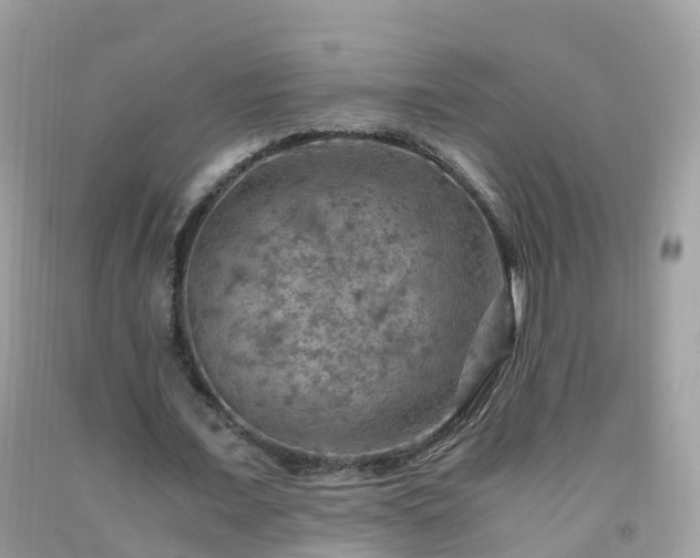 X0000092000675200709131515