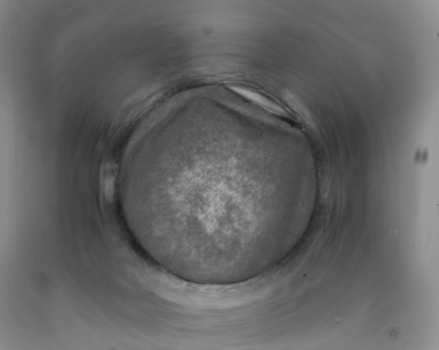 X0000092000026200709201519