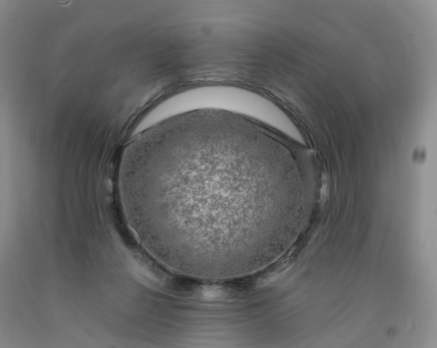 X0000092000264200709201515